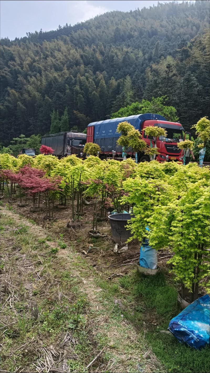 四、最后提醒：苗木电商的核心永远在“品控”和“物流”