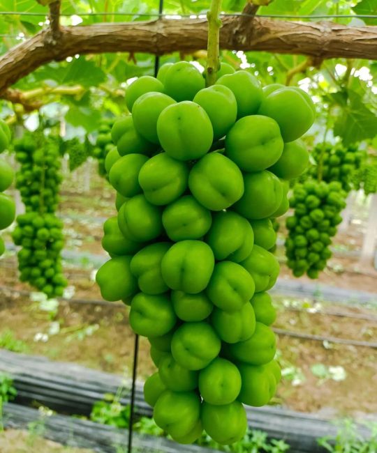 玫瑰香葡萄品种介绍、种植技术及2026年市场行情