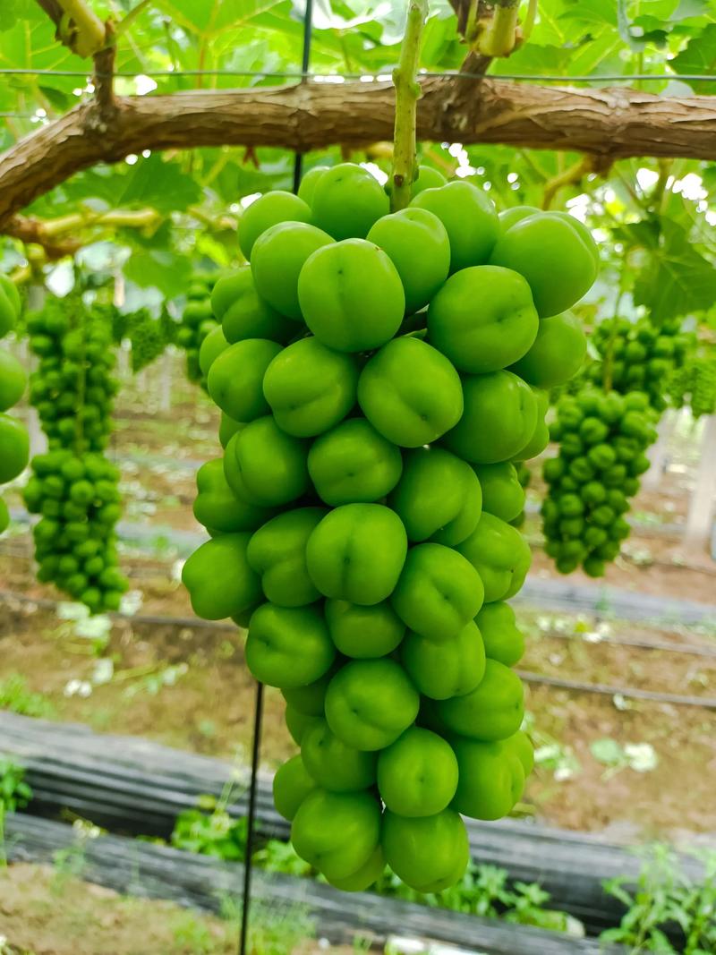 玫瑰香葡萄品种介绍、种植技术及2026年市场行情