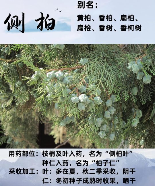 侧柏叶的功效与作用及安全用药指南