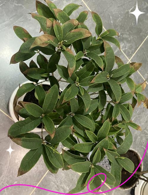 桂花叶尖枯焦怎么办?教你一招恢复浓绿,快速解决黄叶难题 桂花叶尖枯焦怎么办?教你一招恢复浓绿,快速解决黄叶难题