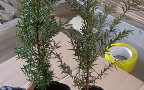 树苗怎么栽成活率高？7步通用种植技术指南