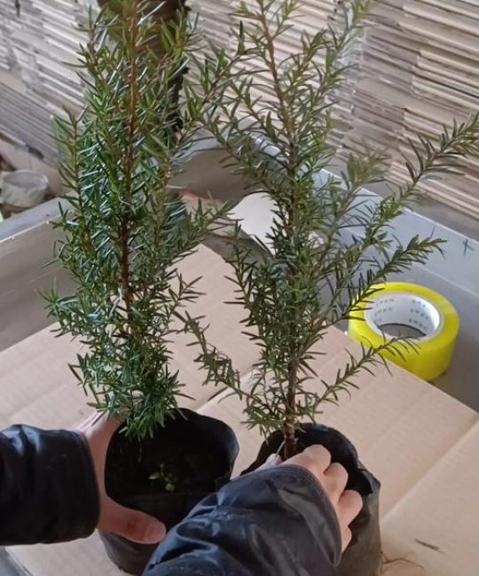 树苗怎么栽成活率高？7步通用种植技术指南
