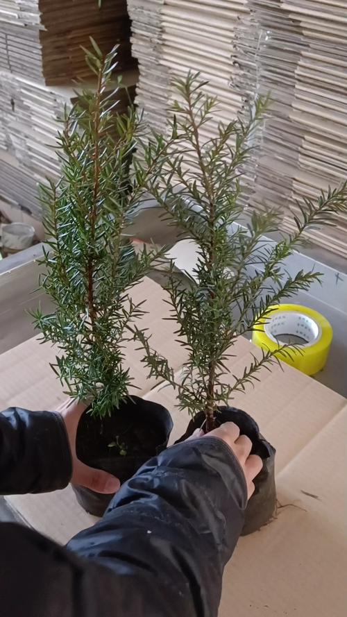 树苗怎么栽成活率高?7步通用种植技术指南 树苗怎么栽成活率高?7步通用种植技术指南