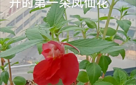 凤仙花是哪个季节的？详解花期、种植与养护全攻略