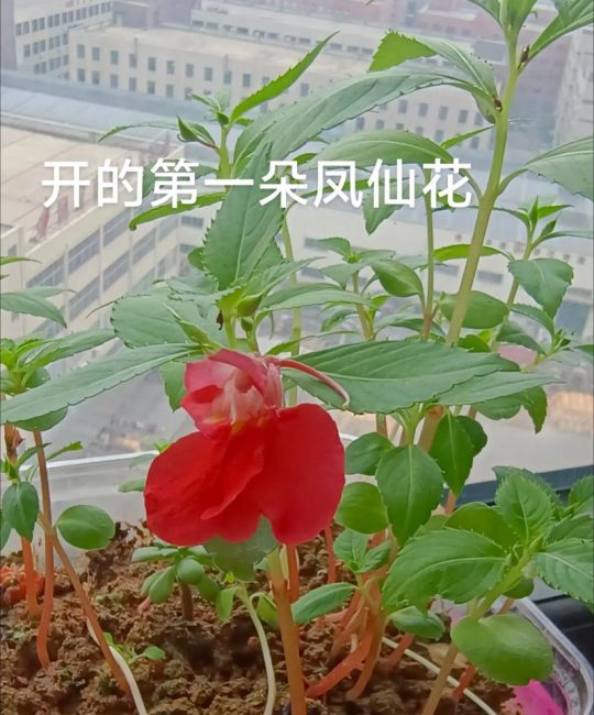 凤仙花是哪个季节的？详解花期、种植与养护全攻略