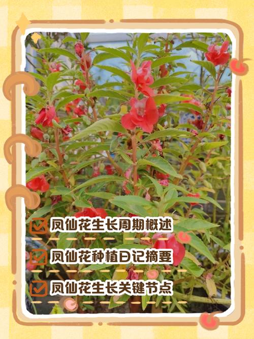 凤仙花是哪个季节的?详解花期、种植与养护全攻略 四、常见问题:凤仙花为什么不开花?