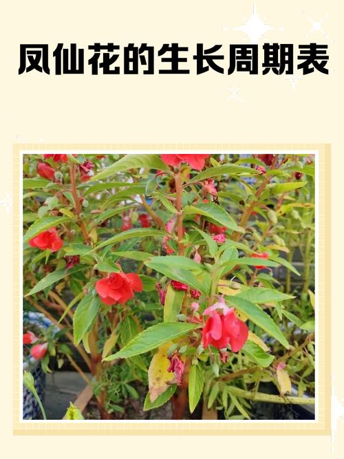 凤仙花是哪个季节的?详解花期、种植与养护全攻略 五、总结:凤仙花是夏秋两季的精灵