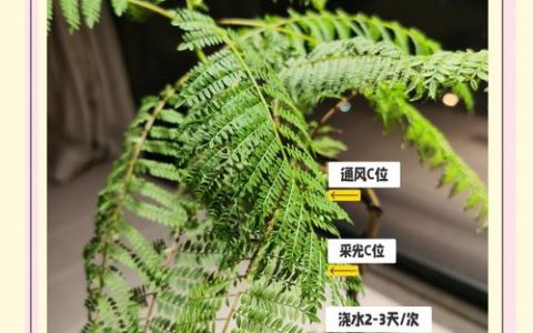 蓝花楹家庭养护指南：光照、浇水、施肥与修剪全解析