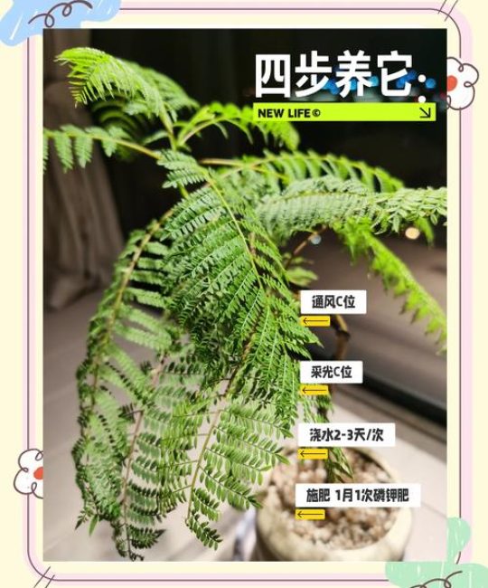 蓝花楹家庭养护指南：光照、浇水、施肥与修剪全解析