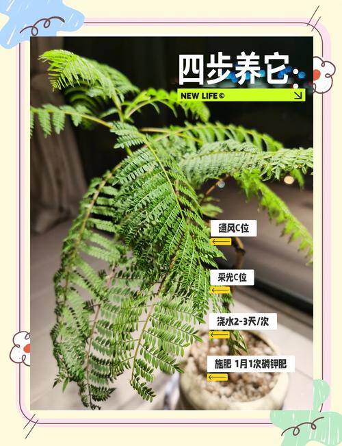 蓝花楹家庭养护指南:光照、浇水、施肥与修剪全解析 蓝花楹家庭养护指南:光照、浇水、施肥与修剪全解析