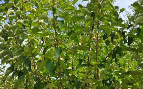 重庆能种苹果树吗？——低需冷量品种选择与山地种植全攻略