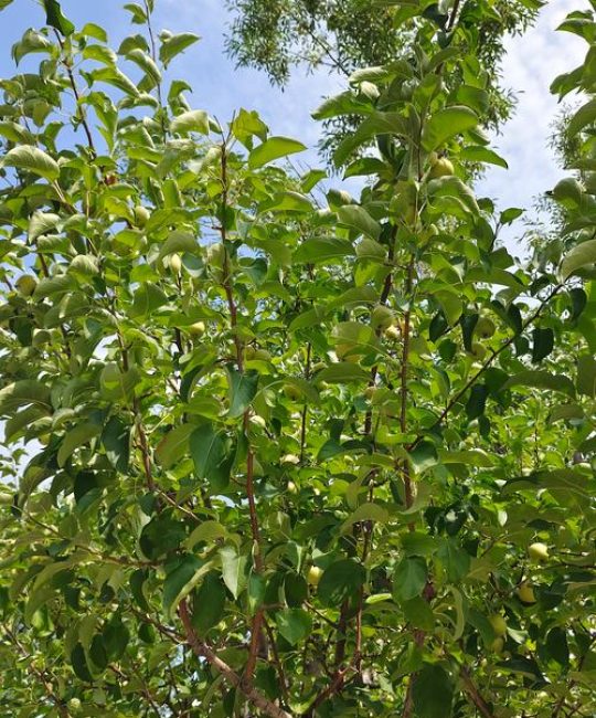 重庆能种苹果树吗？——低需冷量品种选择与山地种植全攻略