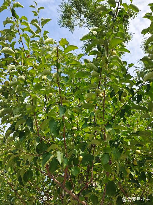 重庆能种苹果树吗?——低需冷量品种选择与山地种植全攻略 重庆能种苹果树吗?——低需冷量品种选择与山地种植全攻略
