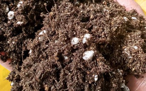 育苗基质能当花土用吗？专业解析与科学混用指南