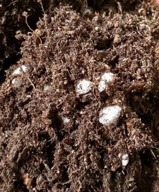 育苗基质能当花土用吗？专业解析与科学混用指南