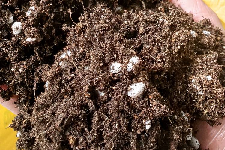 育苗基质能当花土用吗？专业解析与科学混用指南