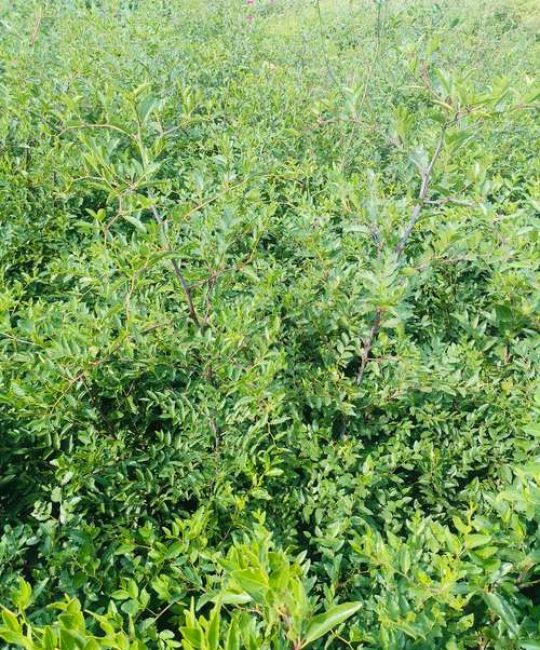 酸枣仁树苗多少钱一棵？2025年最新价格行情与选购指南