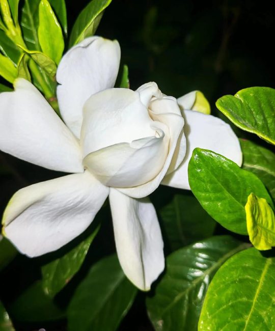 牡丹栀子花与大叶栀子花：品种区别与家庭养护全指南
