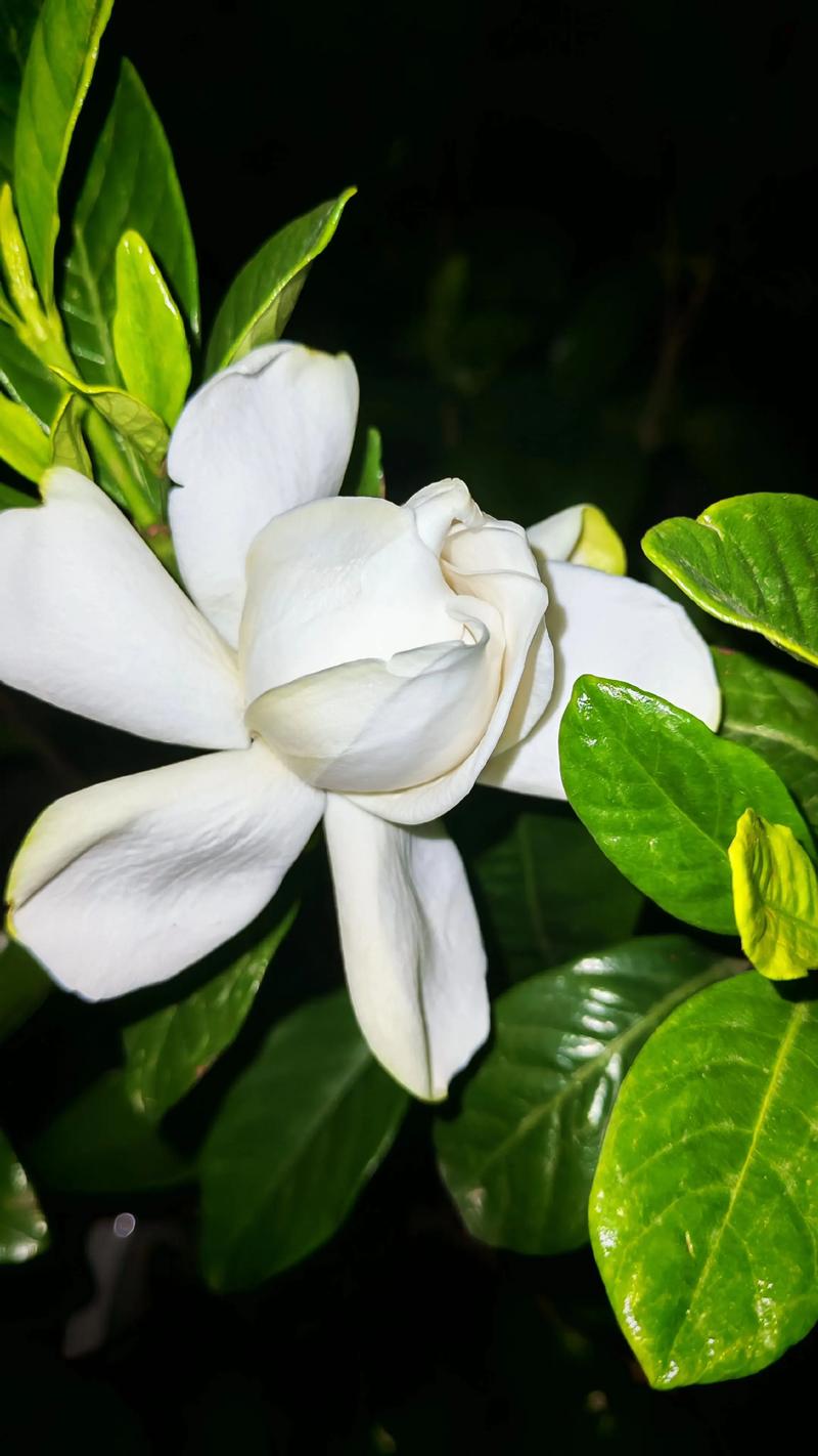 牡丹栀子花与大叶栀子花：品种区别与家庭养护全指南