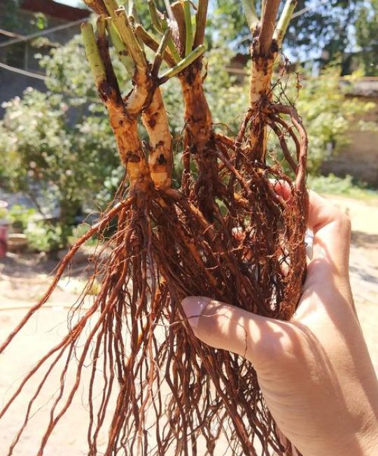 黄菖蒲种子怎么种？从播种到出苗的完整技术指南