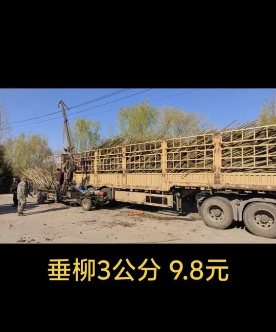 垂柳树多少钱？2025年最新价格参考与影响因素详解