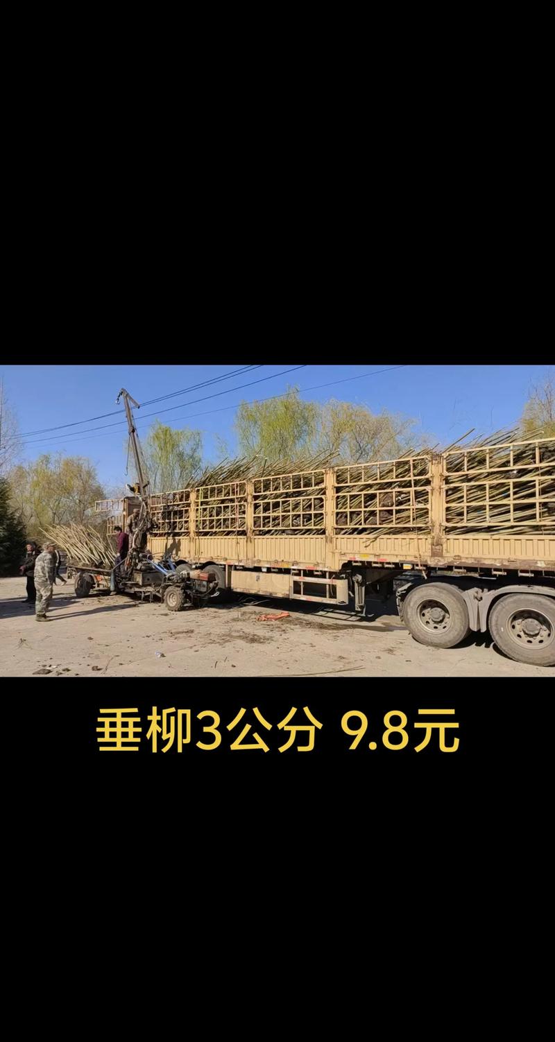 垂柳树多少钱?2025年最新价格参考与影响因素详解 价格快速参考