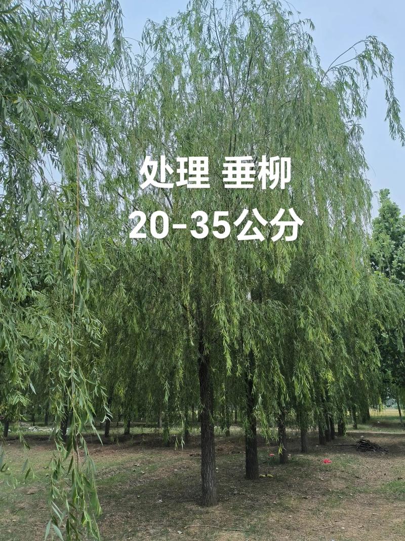 垂柳树多少钱?2025年最新价格参考与影响因素详解 四、数量因素:批量采购可降15%-30%,家庭单株价最高