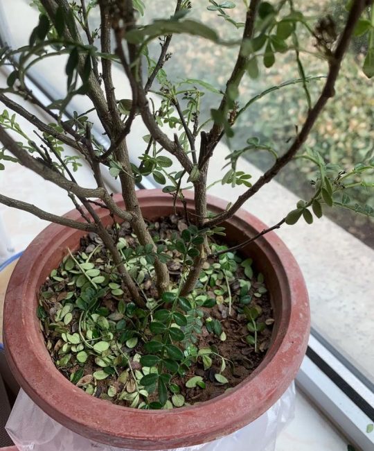 清香木枯萎了怎么办？原因排查到防治全攻略