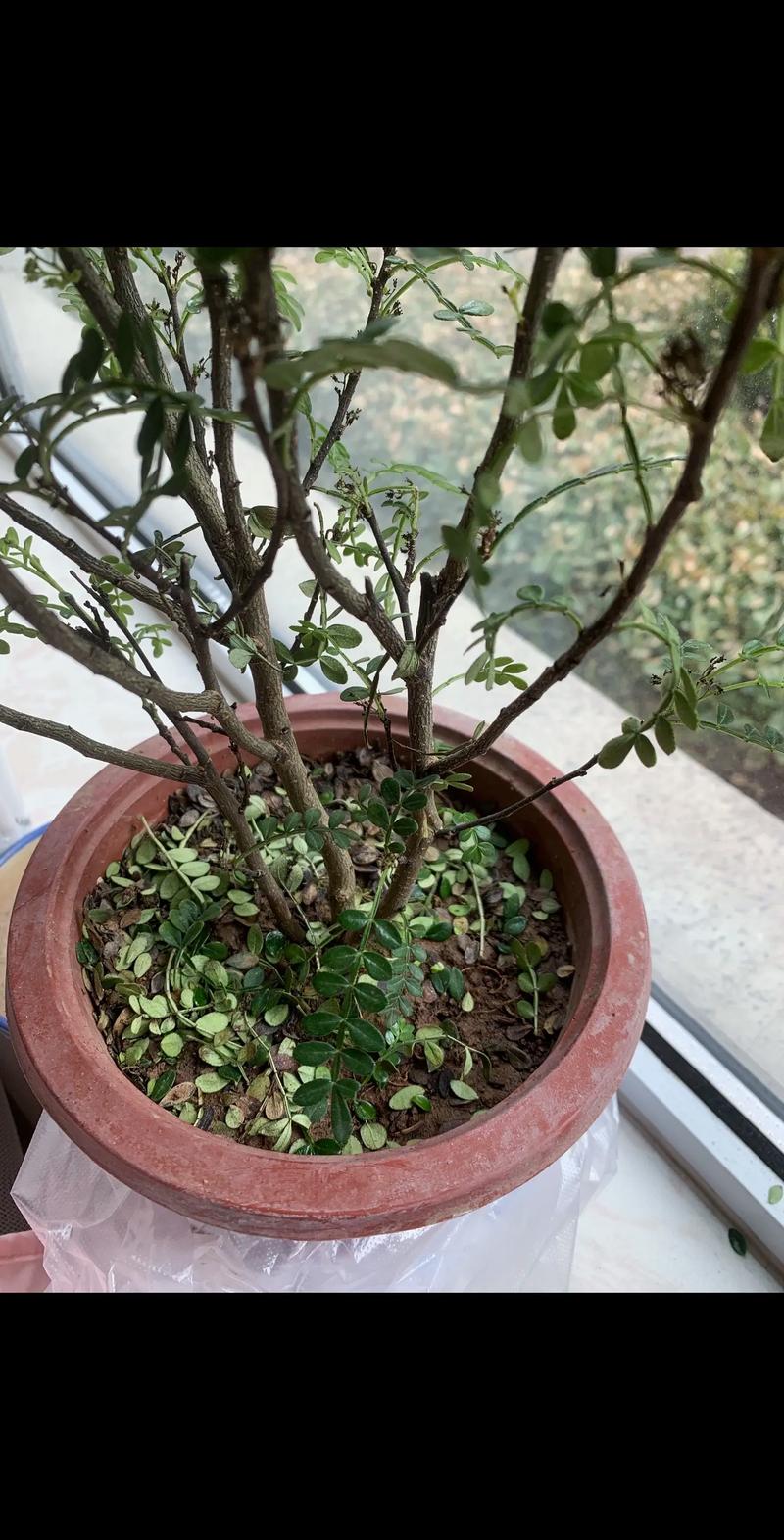 清香木枯萎了怎么办?原因排查到防治全攻略 清香木枯萎了怎么办?原因排查到防治全攻略