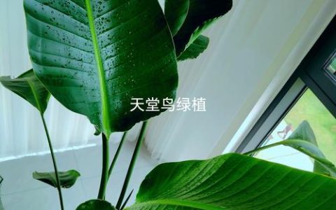 探秘花千集：园艺爱好者的天堂究竟在哪里？