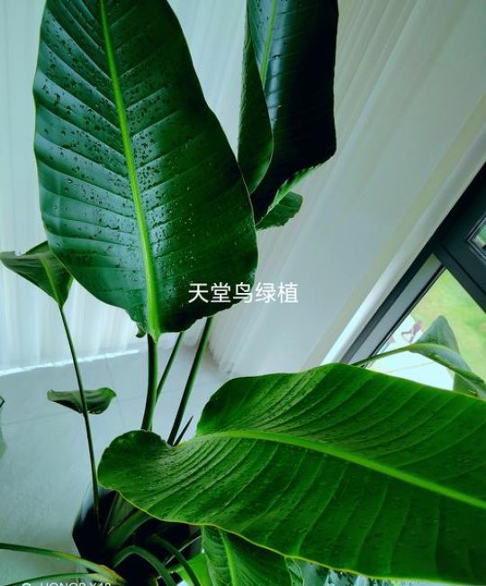 探秘花千集：园艺爱好者的天堂究竟在哪里？