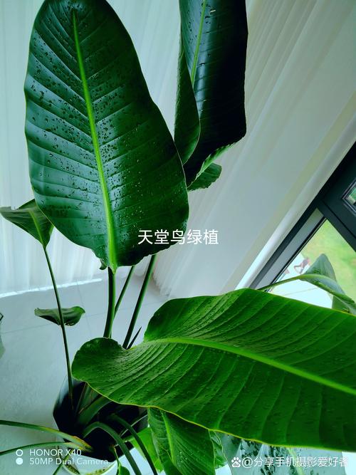 探秘花千集:园艺爱好者的天堂究竟在哪里? 花千集的地理位置与交通指南