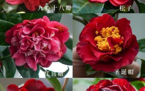 山茶花是哪个市的市花？山茶花品种与养护全攻略