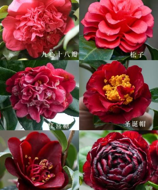 山茶花是哪个市的市花？山茶花品种与养护全攻略
