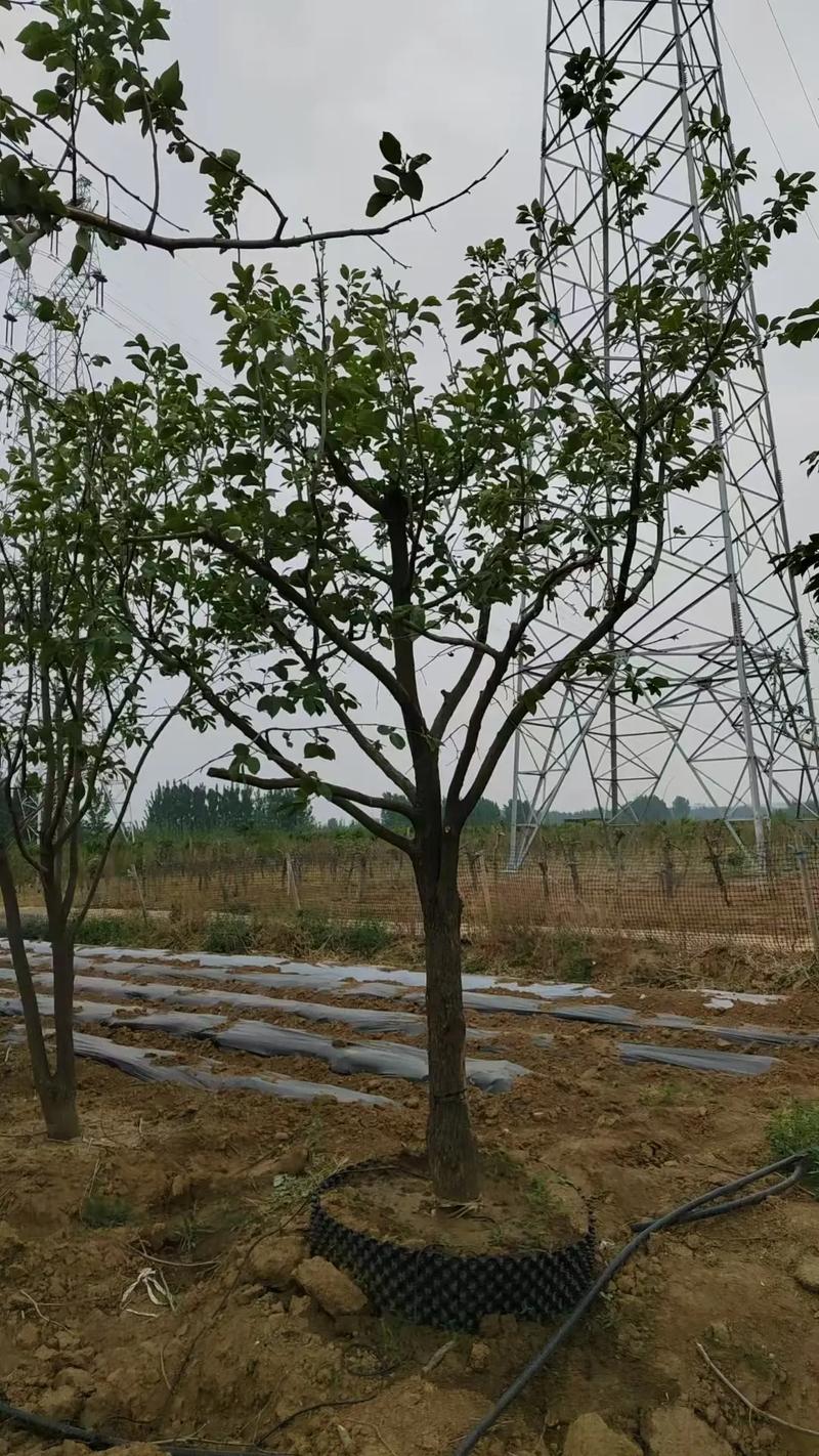 咨询与采购指南