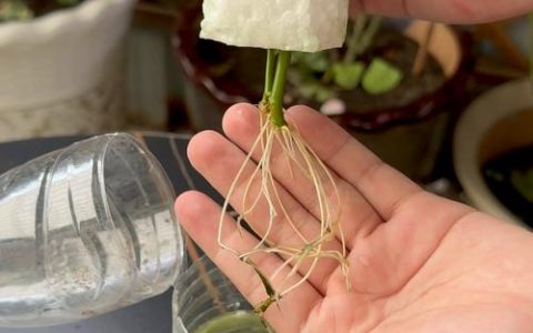 玫瑰花如何水培生根？切花玫瑰水培生根全攻略