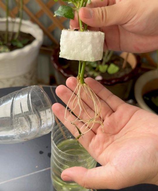 玫瑰花如何水培生根？切花玫瑰水培生根全攻略