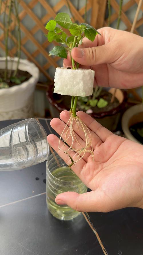 玫瑰花如何水培生根？切花玫瑰水培生根全攻略