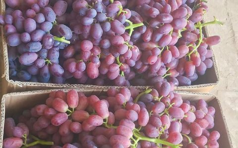 巨盛一号葡萄苗价格：2026年行情分析
