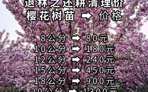 樱花橡皮树价格多少钱一棵？2025年最新参考区间与选购指南