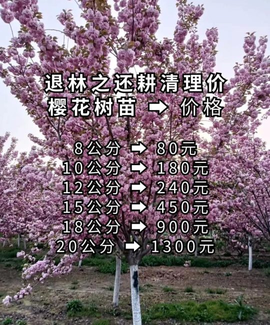 樱花橡皮树价格多少钱一棵？2025年最新参考区间与选购指南
