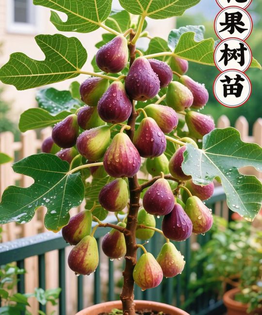 进口无花果哪个国家的最好？品种选择与种植全攻略
