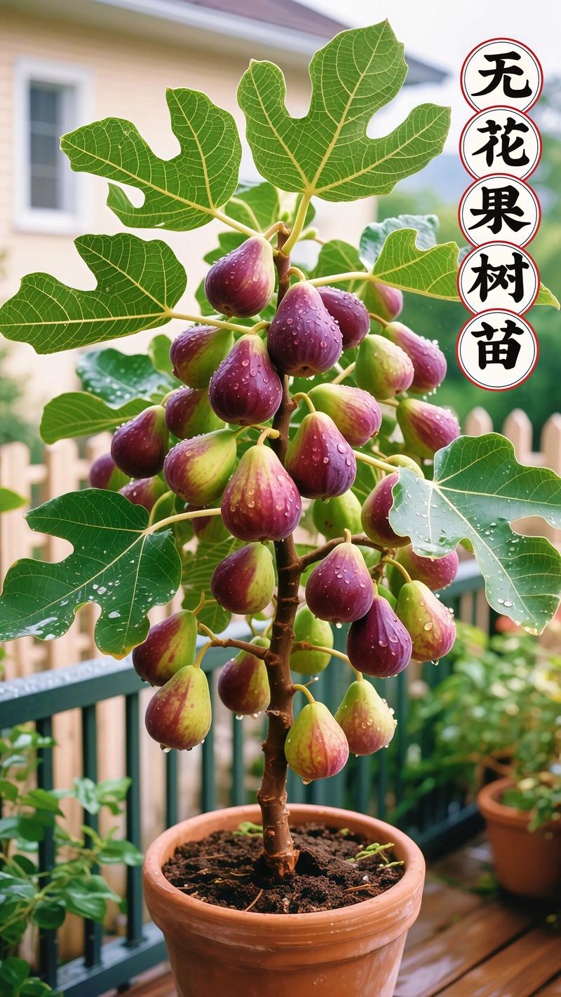进口无花果哪个国家的最好?品种选择与种植全攻略 土耳其是全球公认的无花果优质产区,品种适应性极强