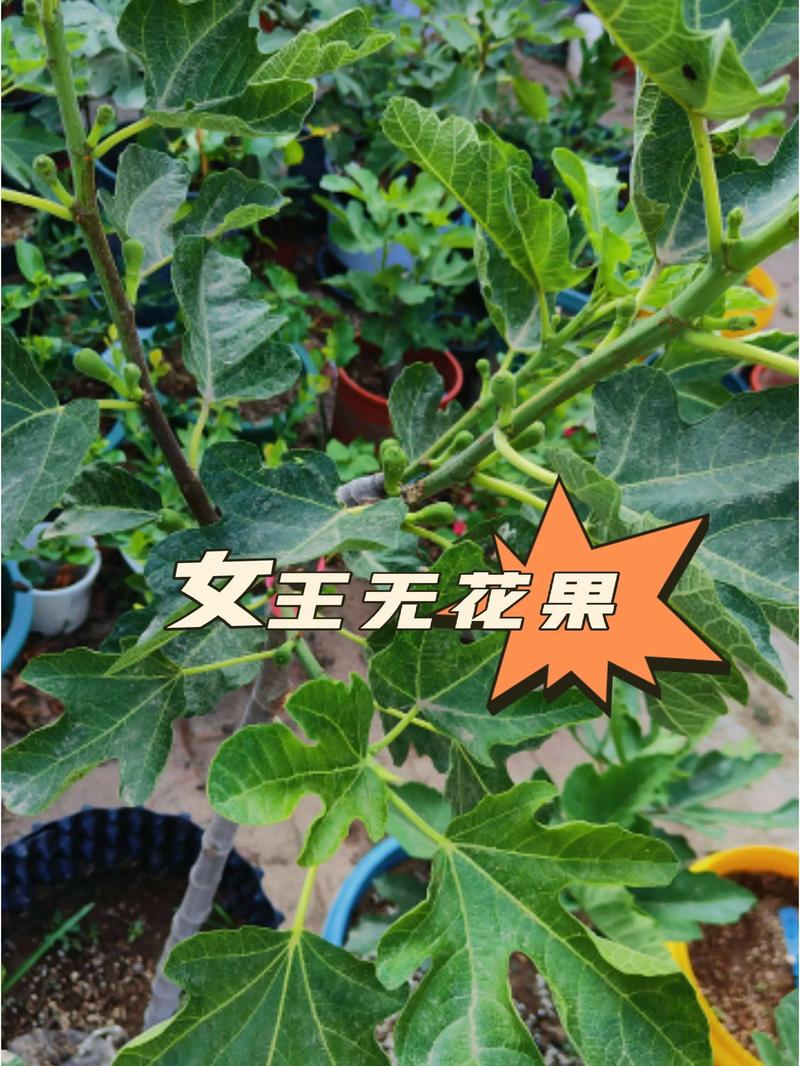 进口无花果哪个国家的最好?品种选择与种植全攻略 美国品种波姬红在规模化种植中产量最高,经济价值突出