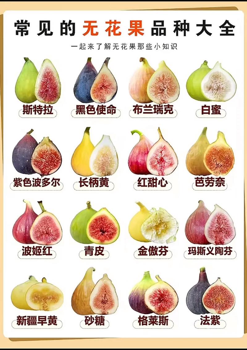 进口无花果哪个国家的最好?品种选择与种植全攻略 法国品种布兰瑞克适合庭院种植,结果早且管理简单