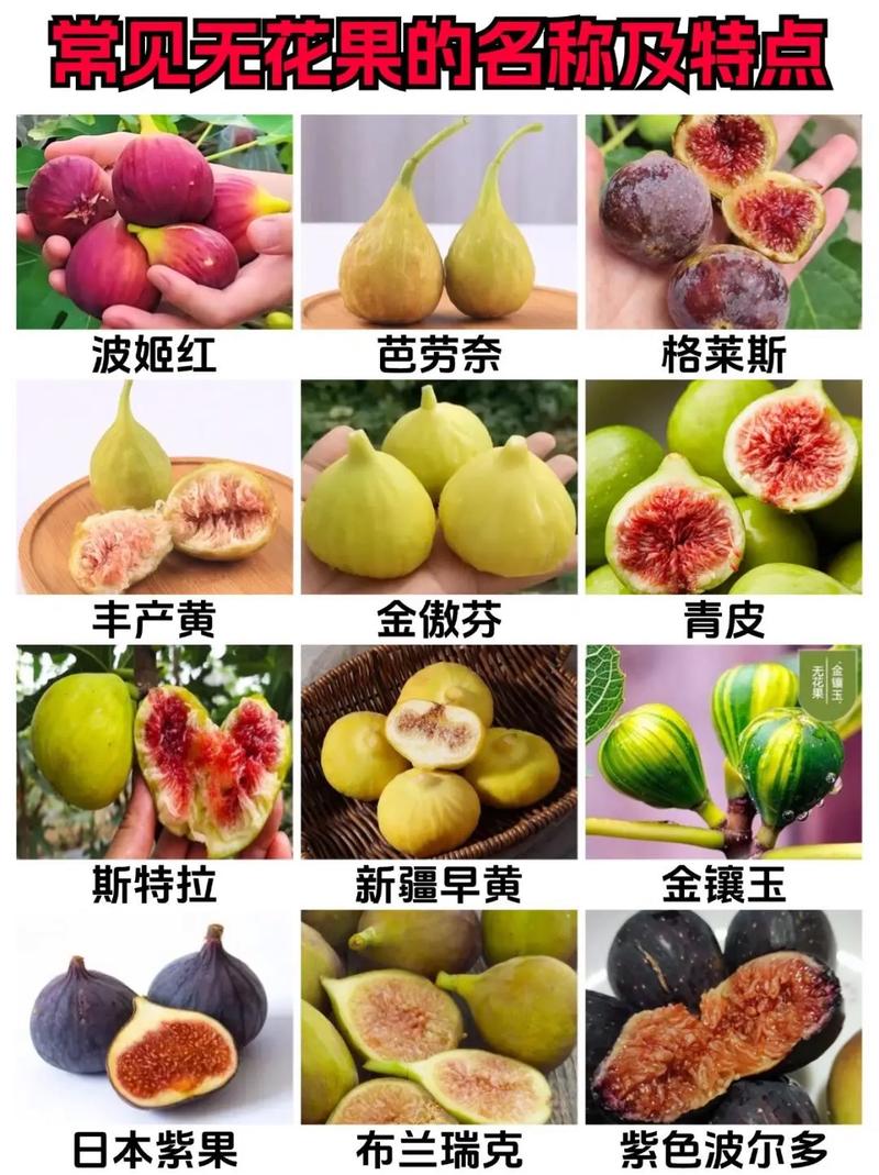 进口无花果哪个国家的最好?品种选择与种植全攻略 无花果施肥与授粉常见问题及总结
