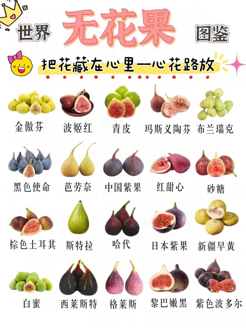 进口无花果哪个国家的最好?品种选择与种植全攻略 无花果苗木采购质量判断:一看嫁接口、二看根系、三看苗龄