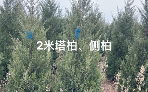 塔柏苗采购指南：渠道筛选、规格核查与关键技术参数