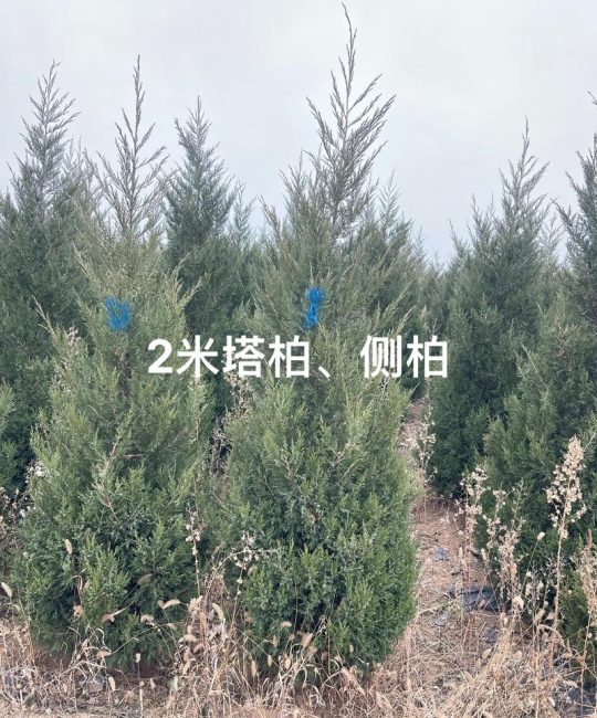 塔柏苗采购指南：渠道筛选、规格核查与关键技术参数
